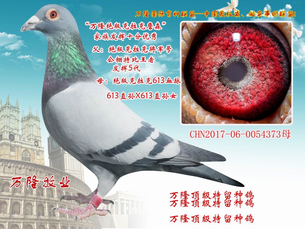 万隆牧业 - 中信网铭鸽展厅 www.ag188.com