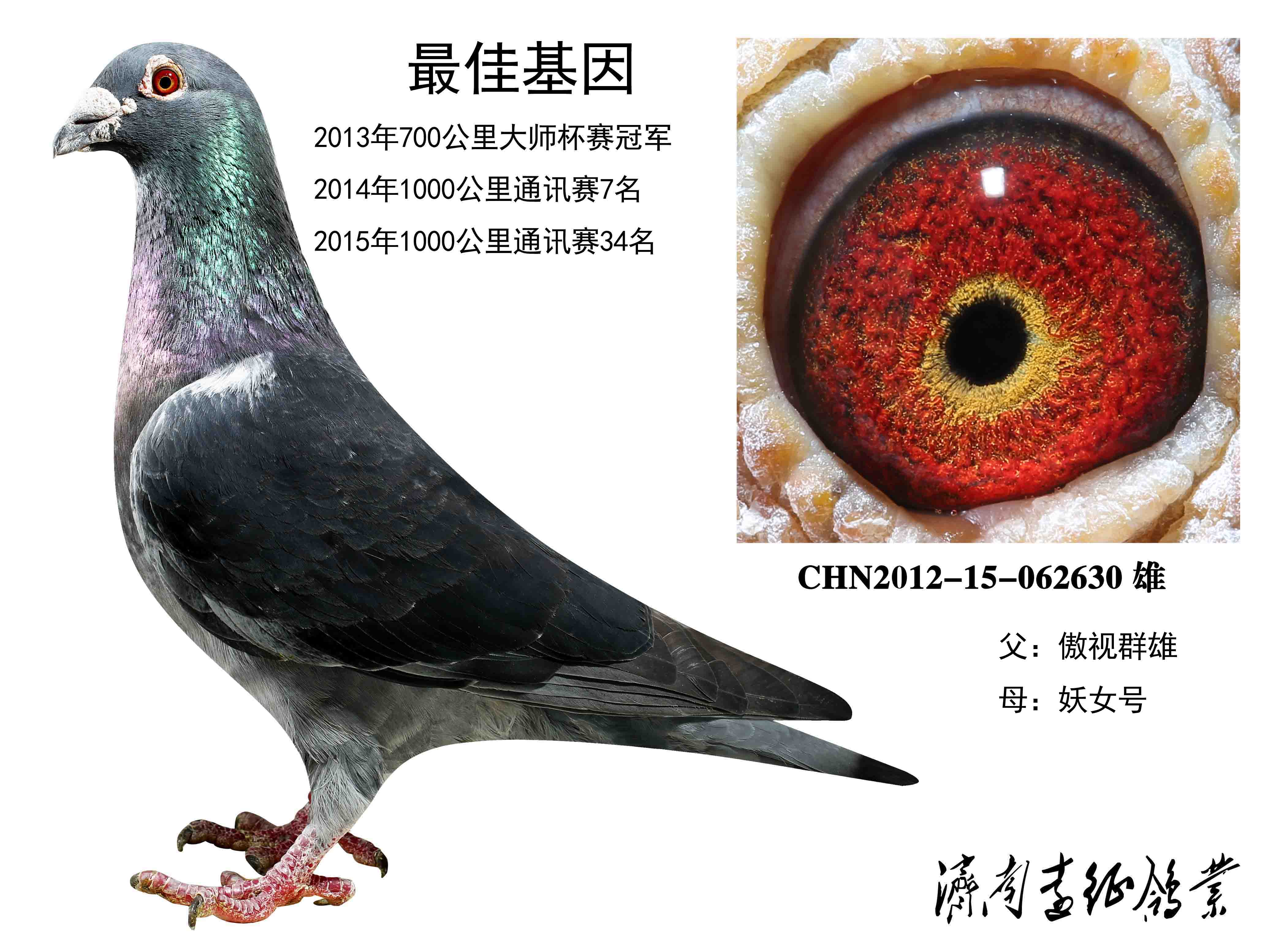 信鸽在线拍卖平台 - 中国信鸽信息网