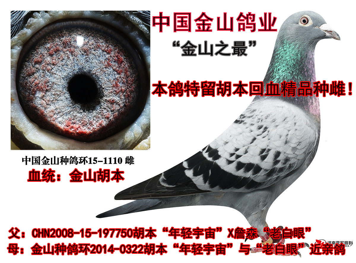 中国金山鸽业 - 中信网铭鸽展厅 www.ag188.com