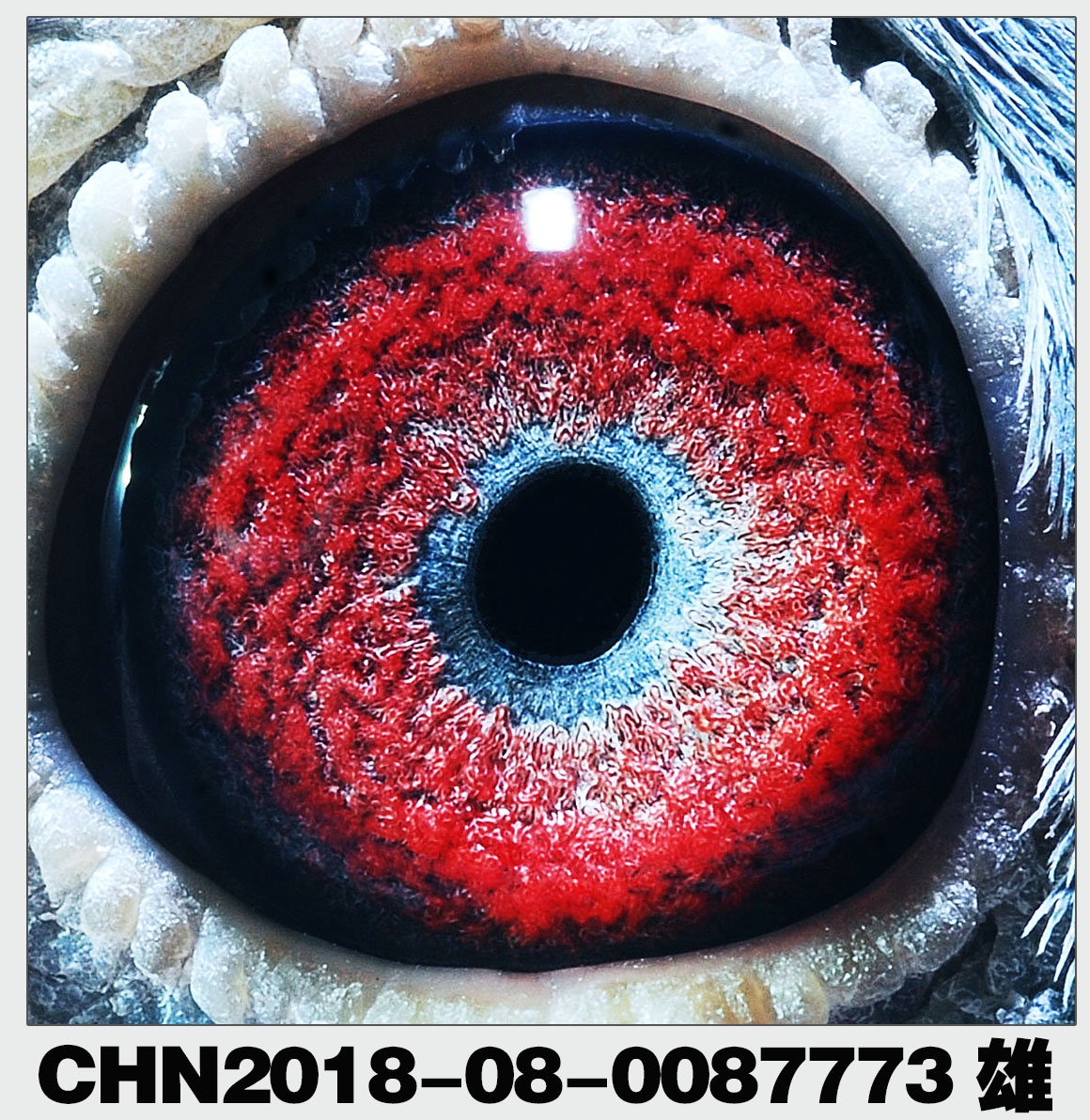 信鸽在线拍卖平台