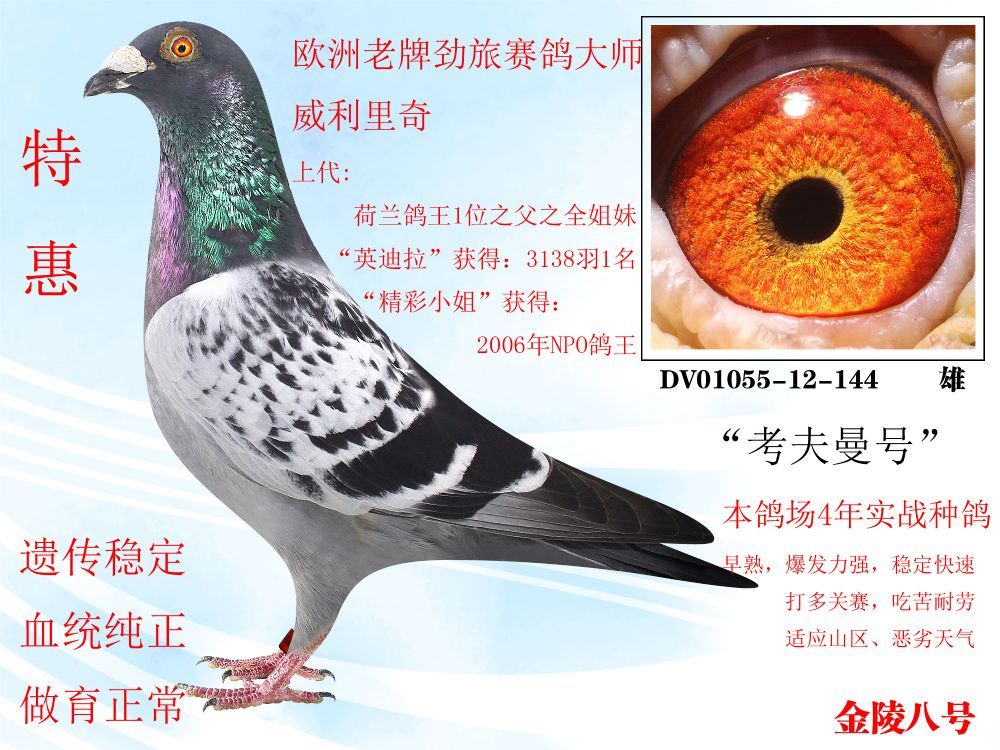 金陵八号鸽业 - 中信网铭鸽展厅 www.ag188.com