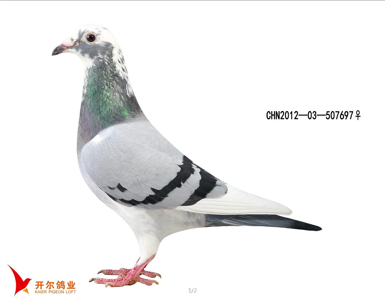 唐山开尔鸽业 - 中信网铭鸽展厅 www.ag188.com