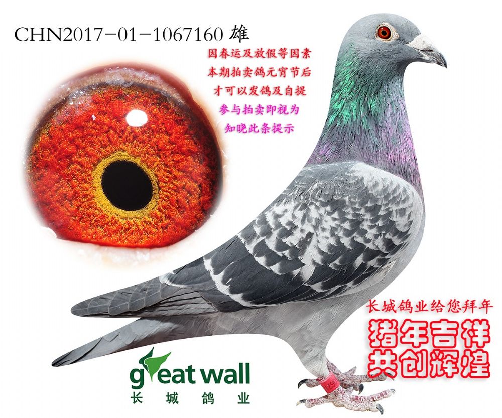信鸽在线拍卖平台 - 中国信鸽信息网