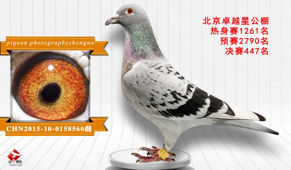 辽宁中奥赛鸽摄影