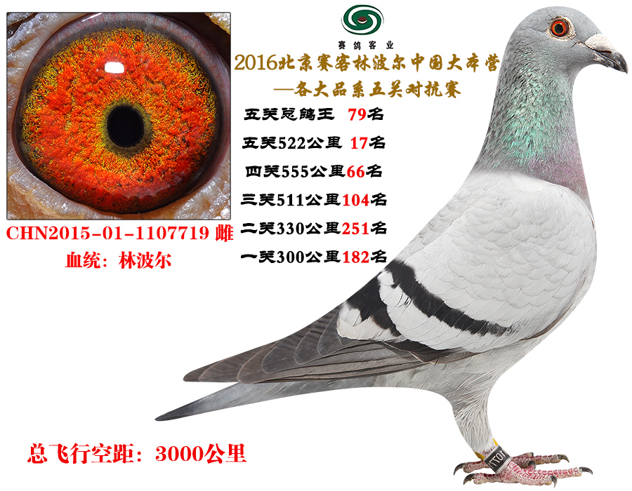 16五关总鸽王79名