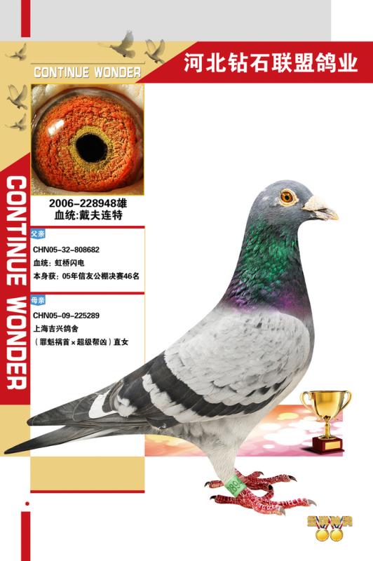 信鸽在线拍卖平台 - 中国信鸽信息网