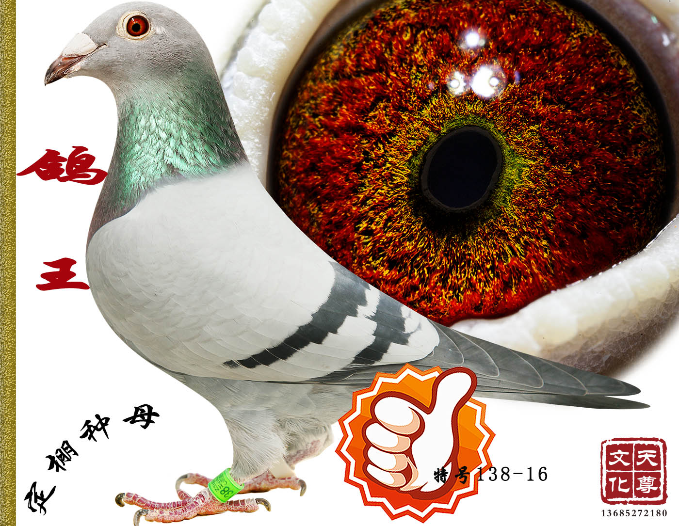商品 首 页  铭 鸽  新鸽上架  推荐铭鸽  定价鸽  信鸽拍卖 黄金配对