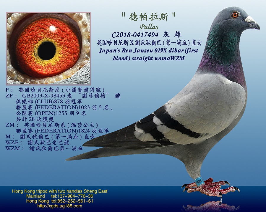 香港鼎晟东方育翔中心在线拍鸽