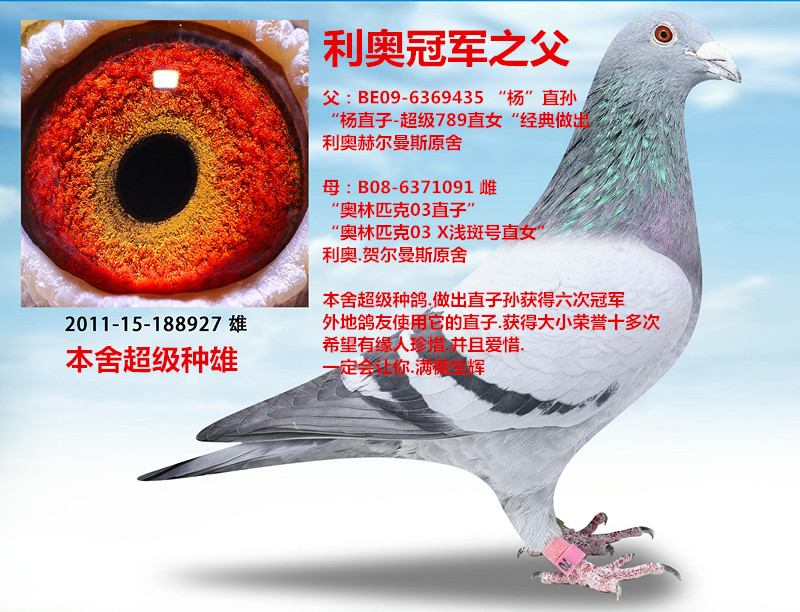 信鸽在线拍卖平台 - 中国信鸽信息网