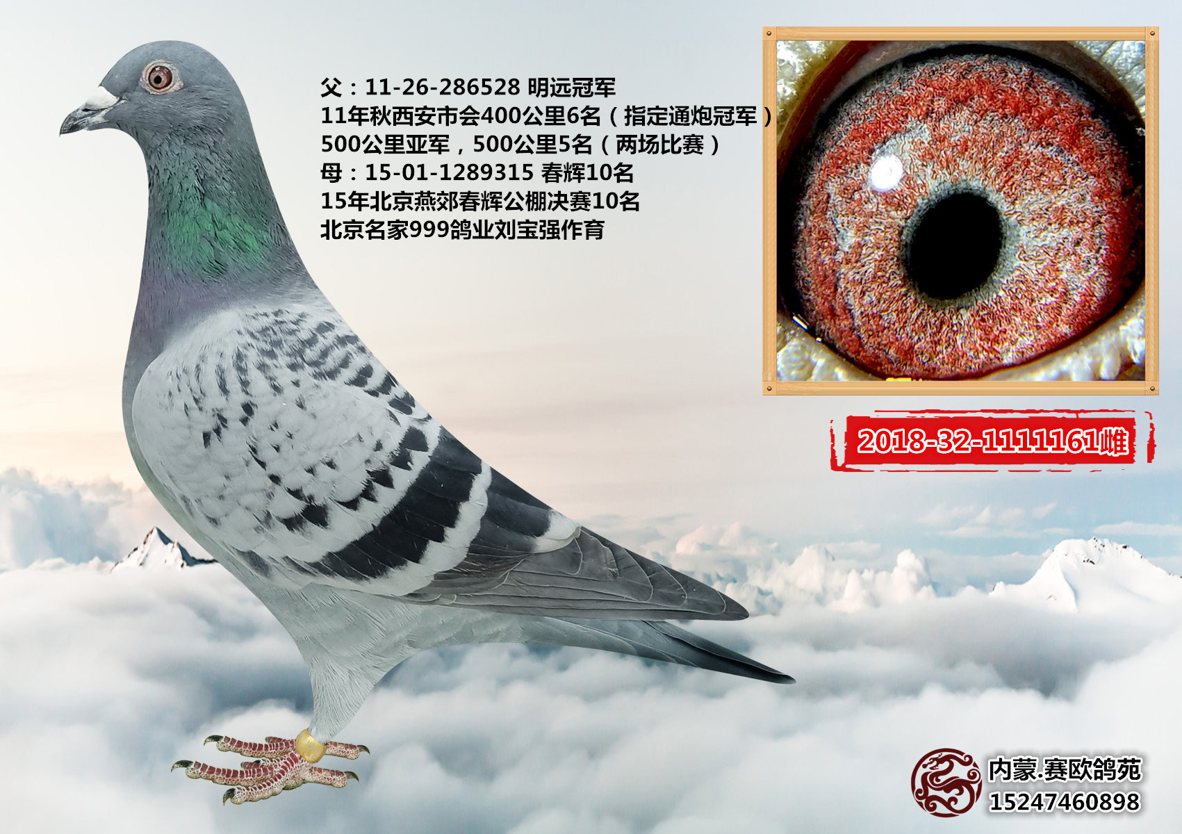 内蒙赛欧鸽苑在线拍鸽