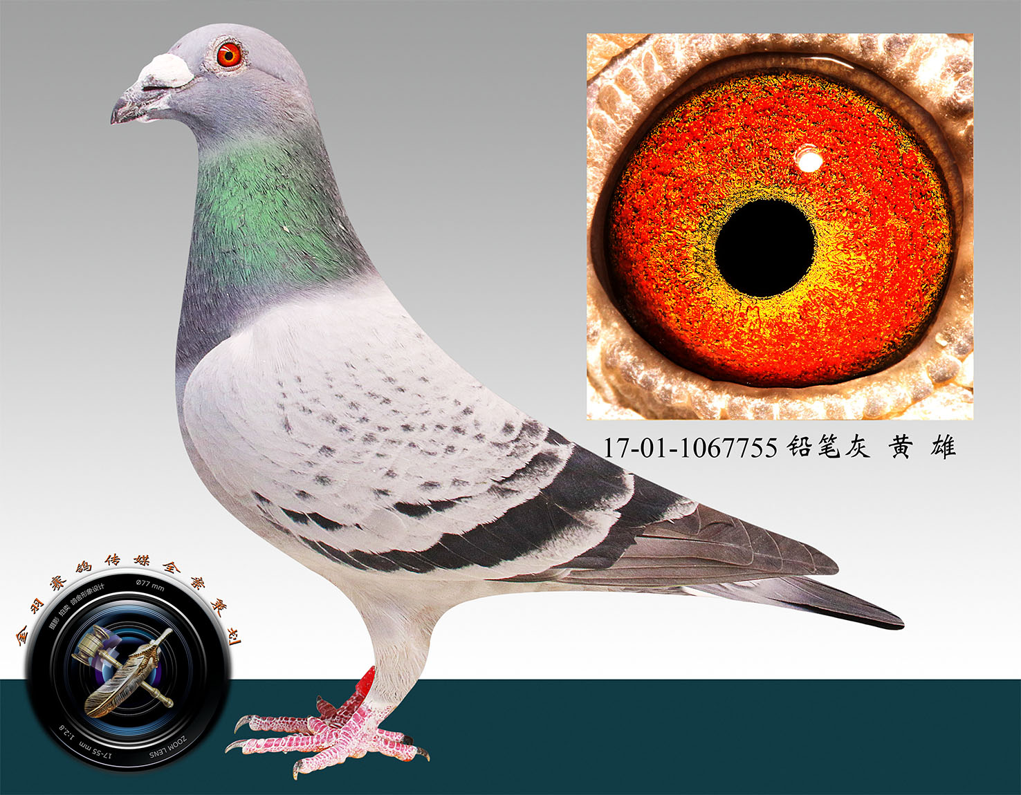 北京金羽信鸽传媒在线拍鸽