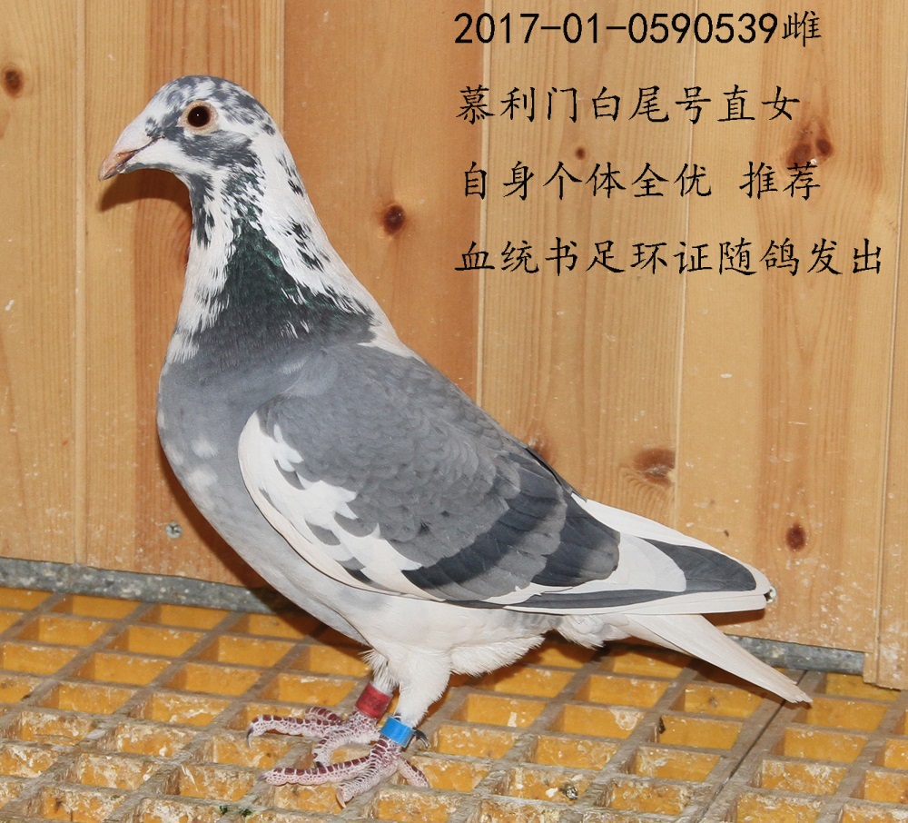 信鸽在线拍卖平台 - 中国信鸽信息网