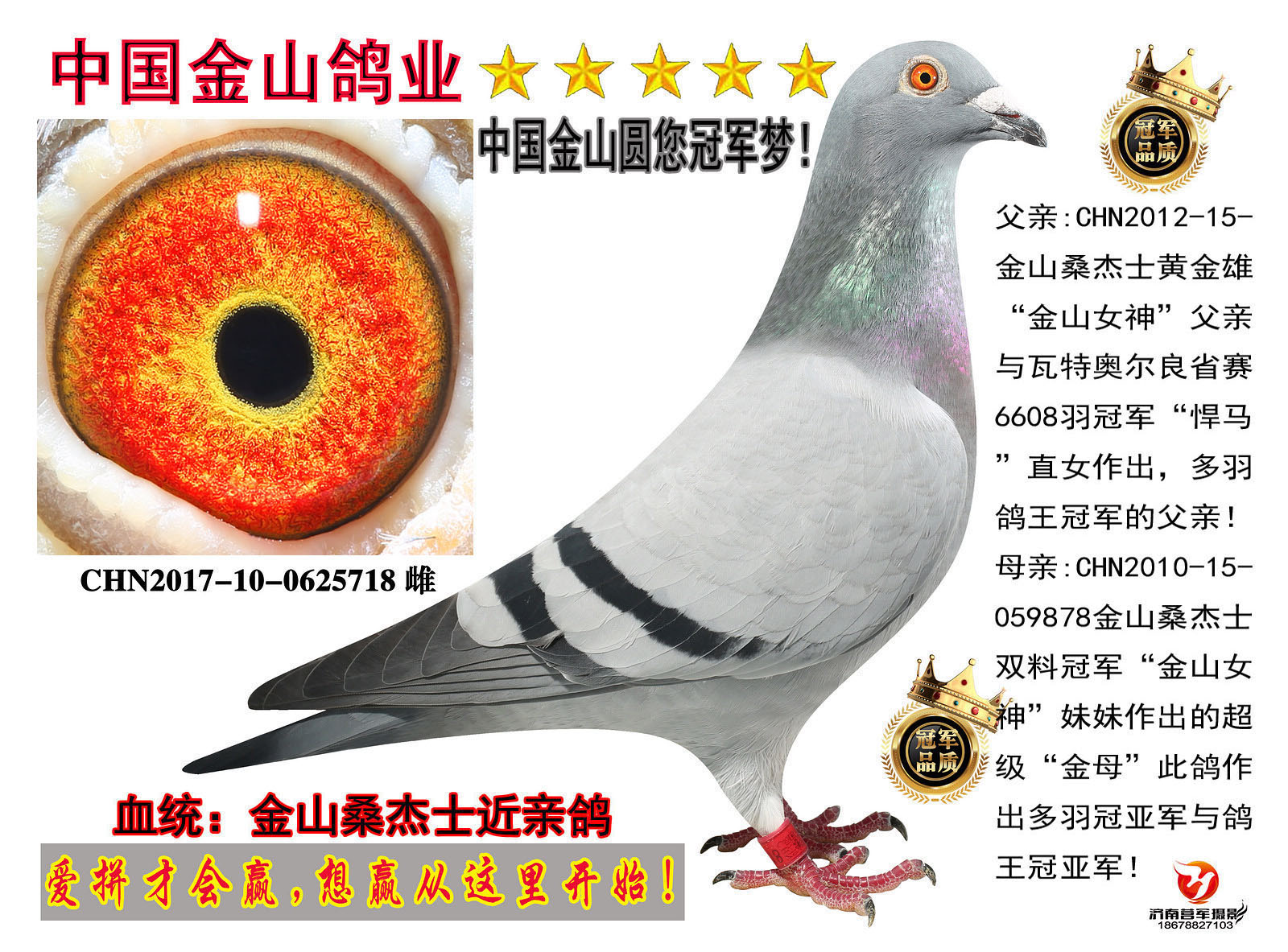 中国金山鸽业鄂厚荣图片