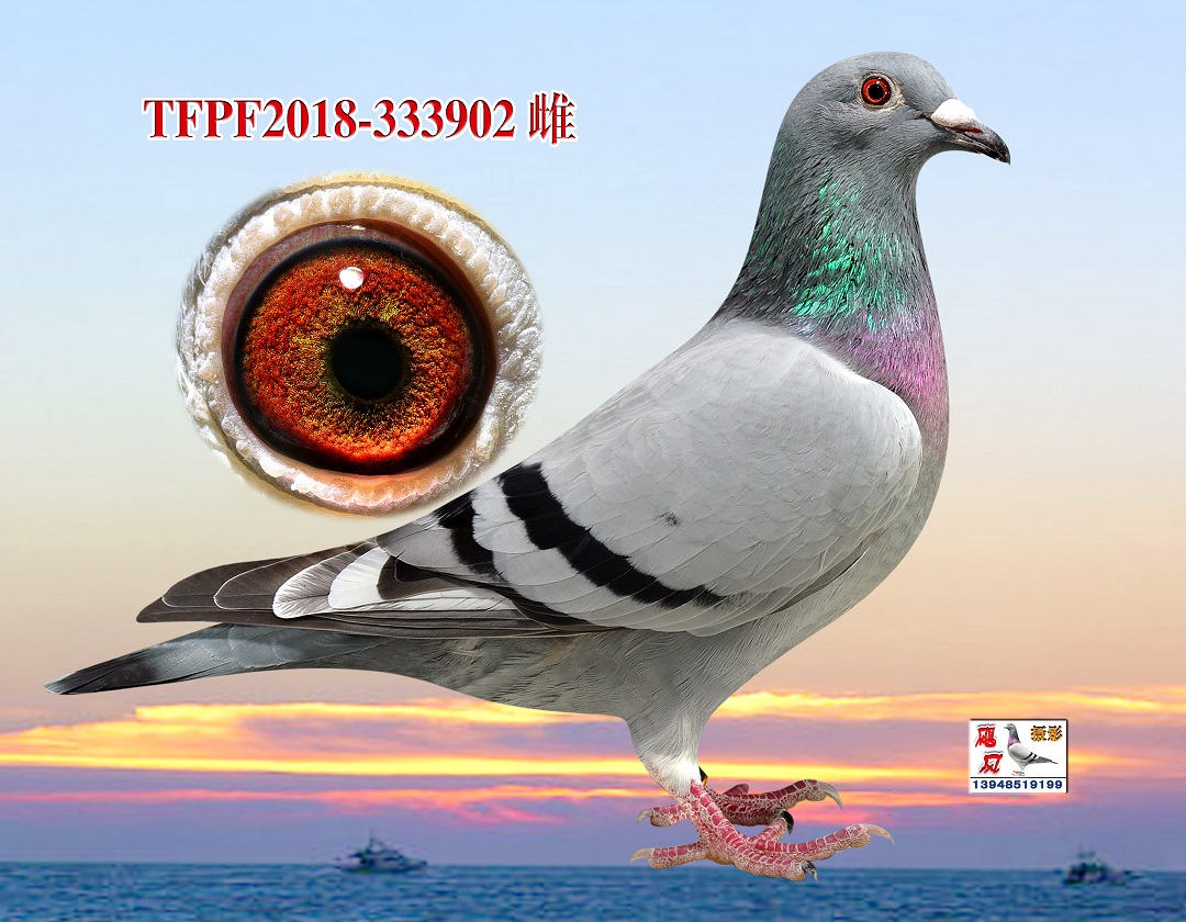 信鸽在线拍卖平台 - 中国信鸽信息网