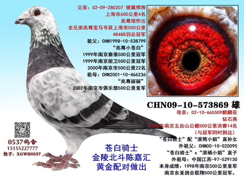 0537鸽舍 - 中信网铭鸽展厅 www.ag188.com