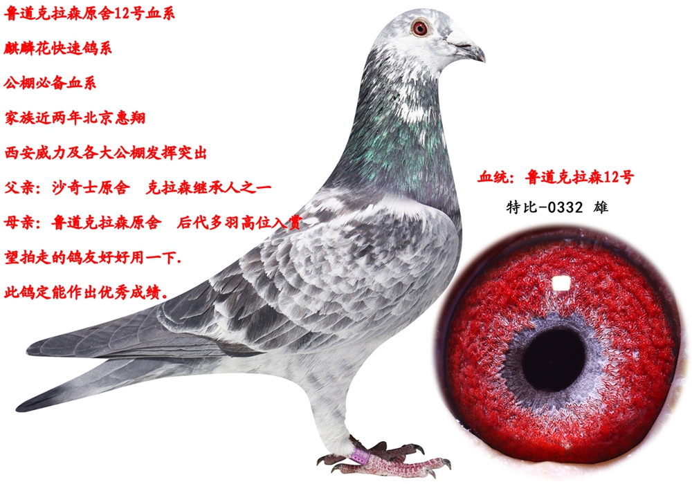 信鸽在线拍卖平台 - 中国信鸽信息网