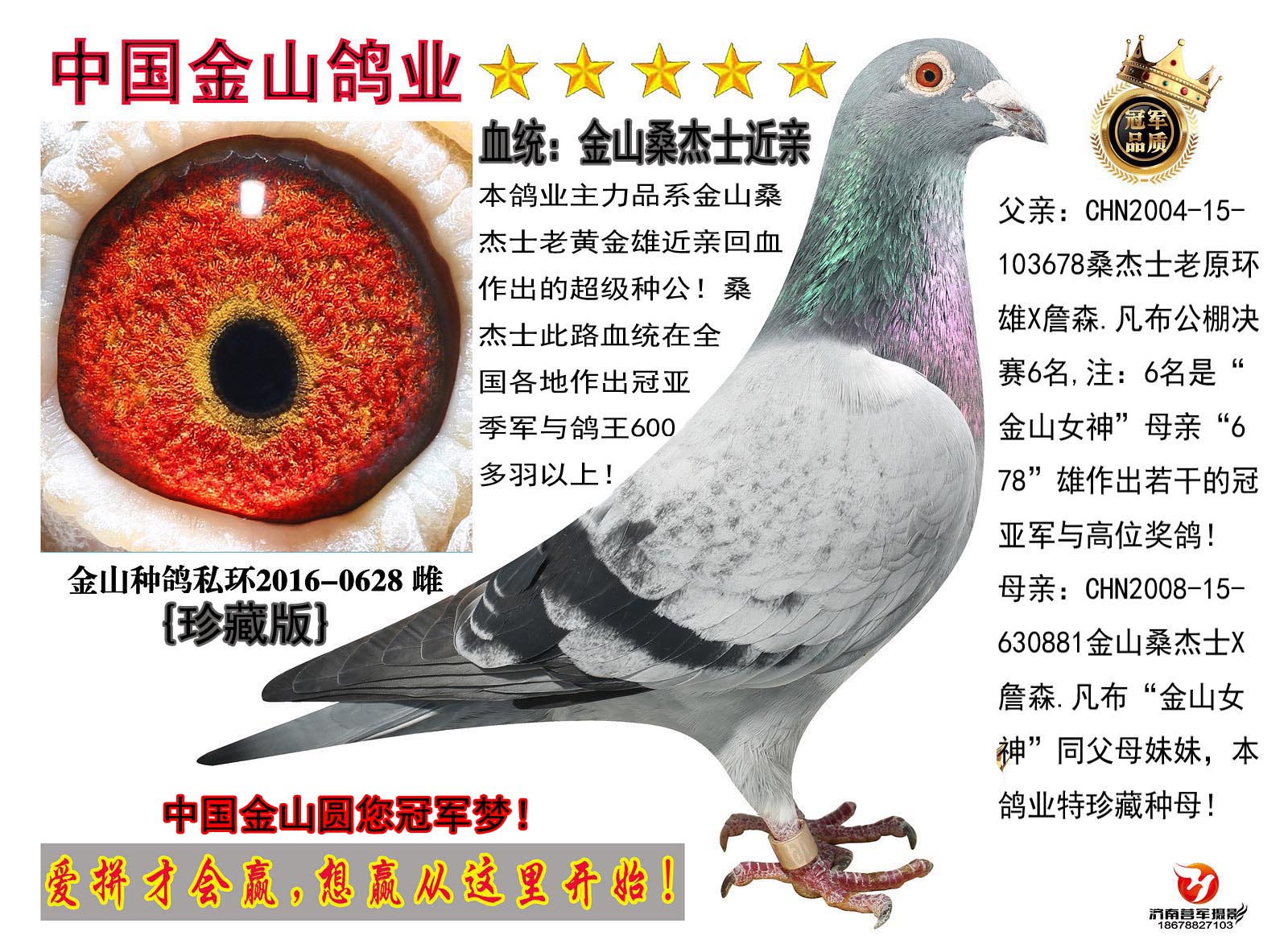 中国金山鸽业 - 中信网铭鸽展厅 www.ag188.com