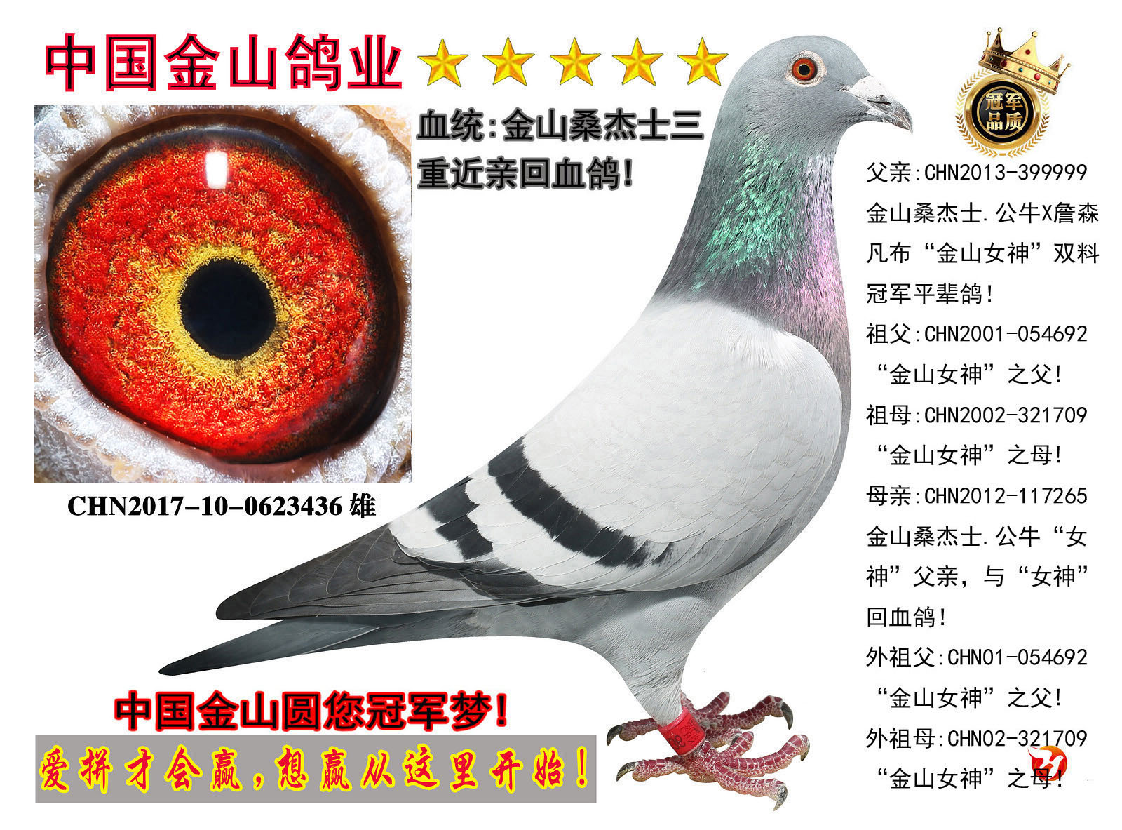 中国金山鸽业 - 中信网铭鸽展厅 www.ag188.com