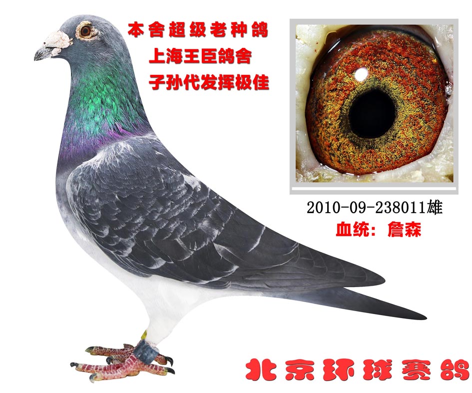 信鸽在线拍卖平台 - 中国信鸽信息网