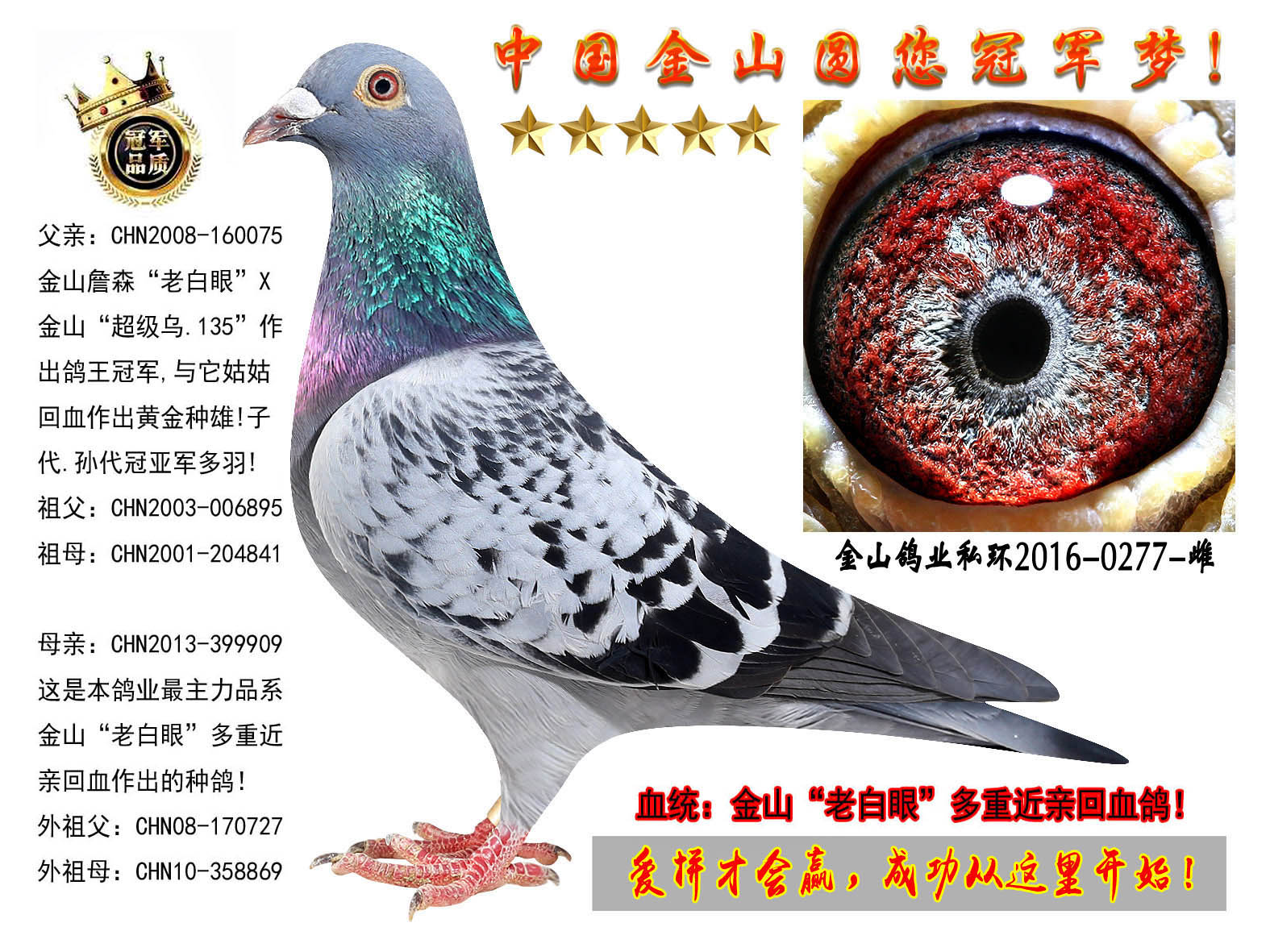 中国金山鸽业 - 中信网铭鸽展厅 www.ag188.com