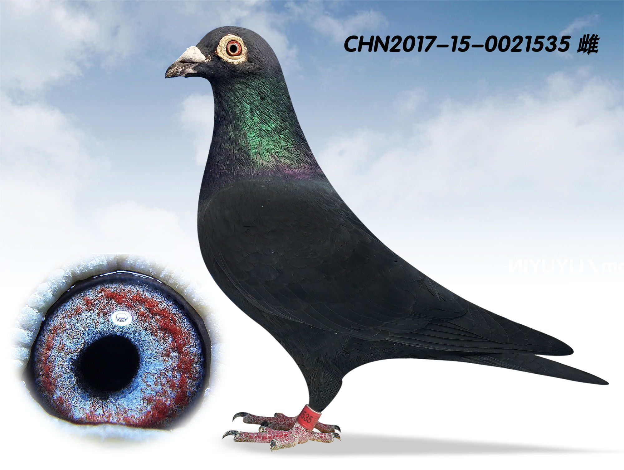 信鸽拍卖首页 拍卖专题 >> 查看拍卖商品   黑色 桑杰士9