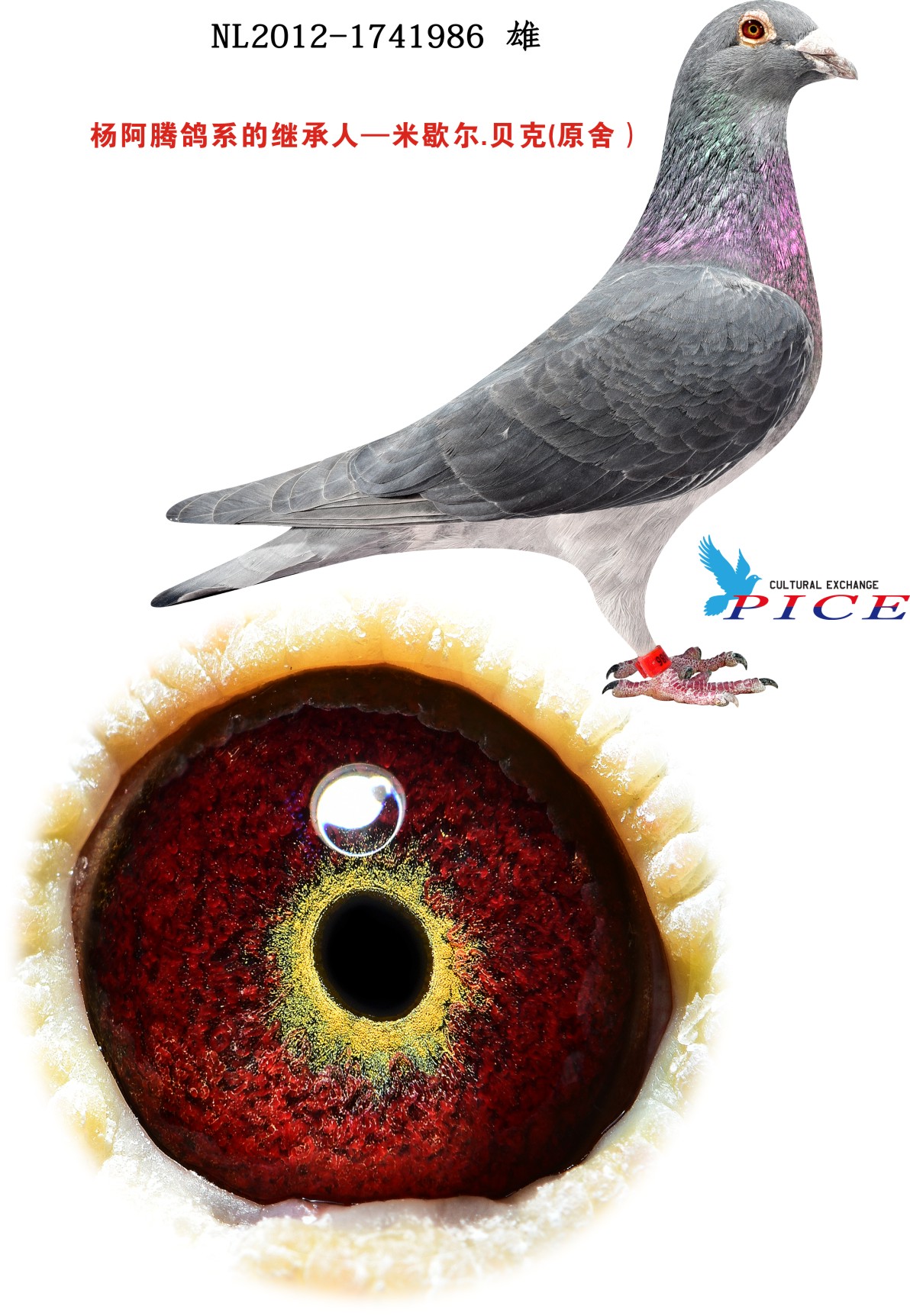 >> 查看拍卖商品