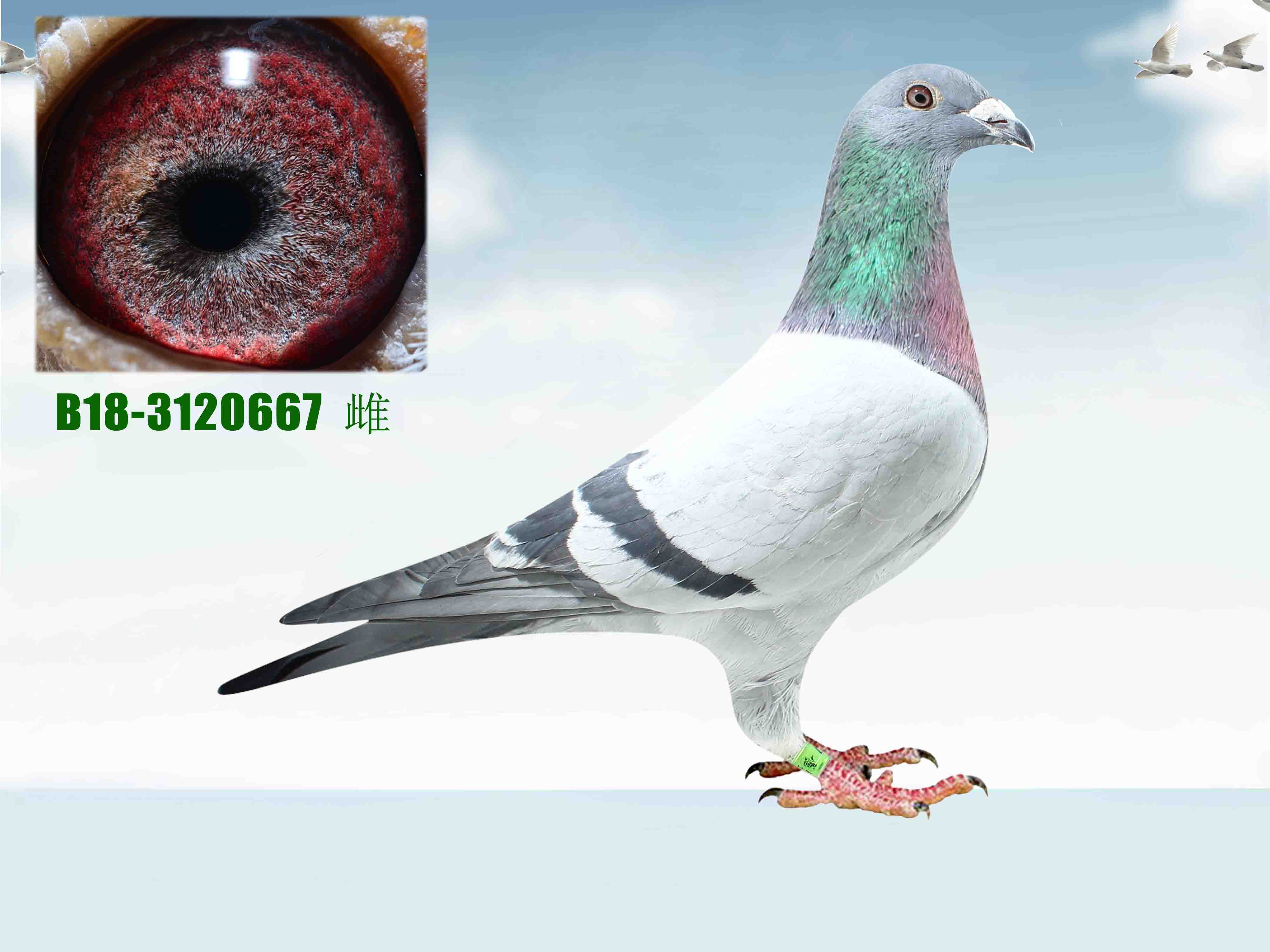 信鸽在线拍卖平台 - 中国信鸽信息网