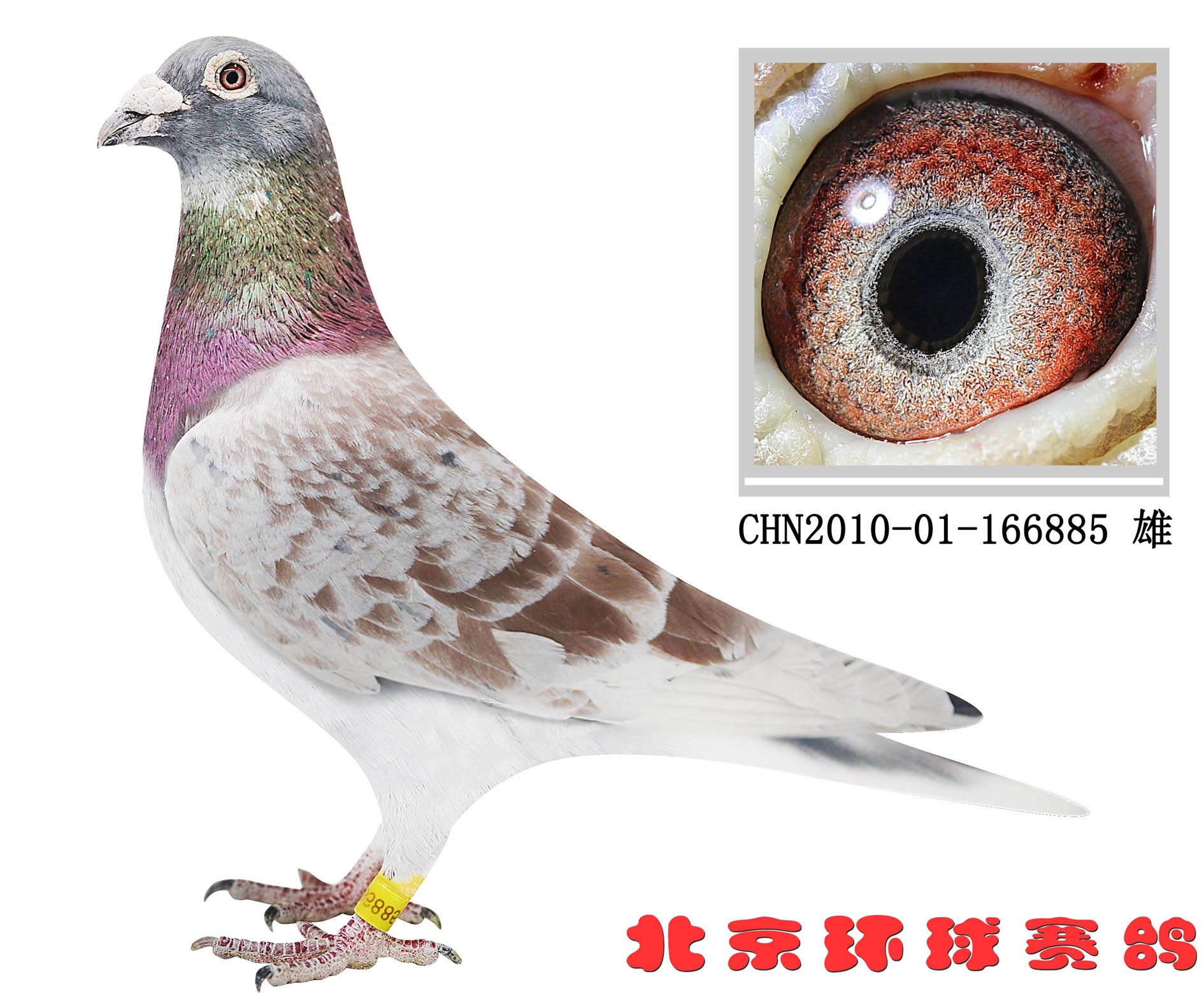 北京环球赛鸽文化中心 - 中信网铭鸽展厅 www.ag188.com