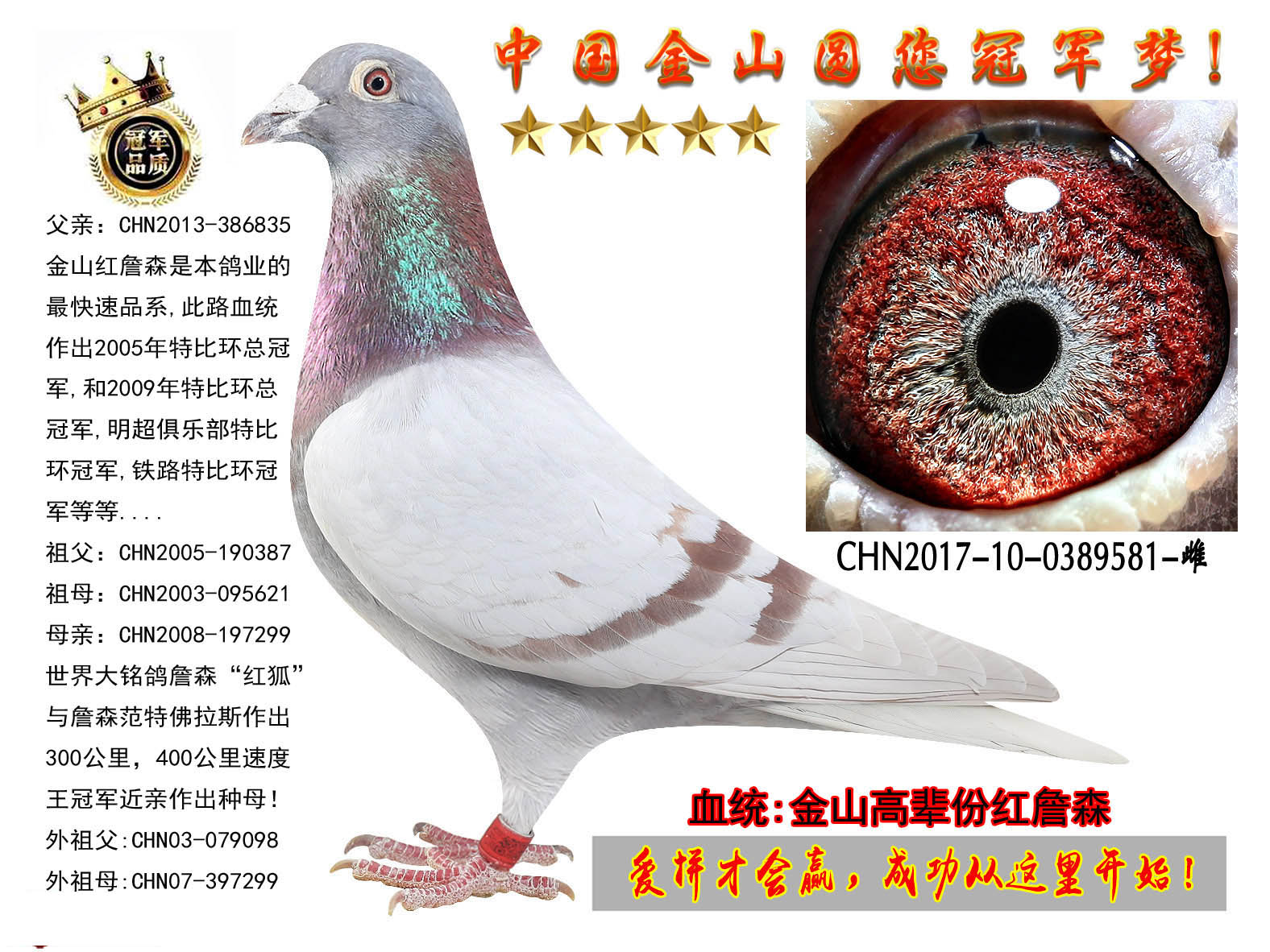 中国金山鸽业 - 中信网铭鸽展厅 www.ag188.com