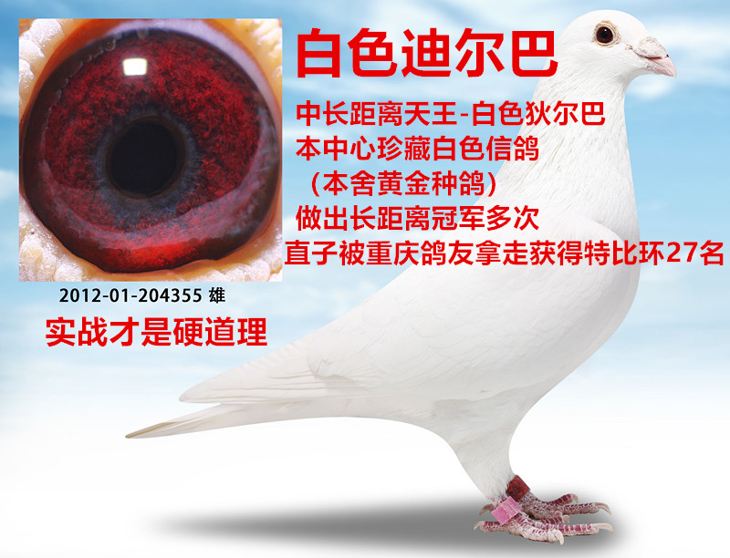 >> 查看拍卖商品