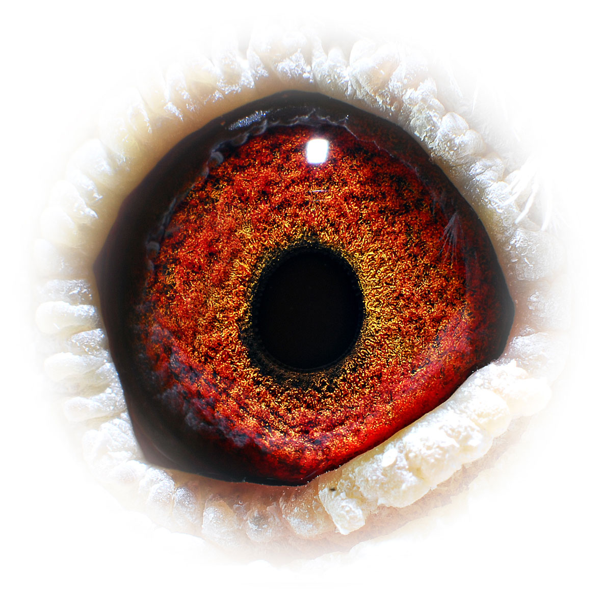 >> 查看拍卖商品