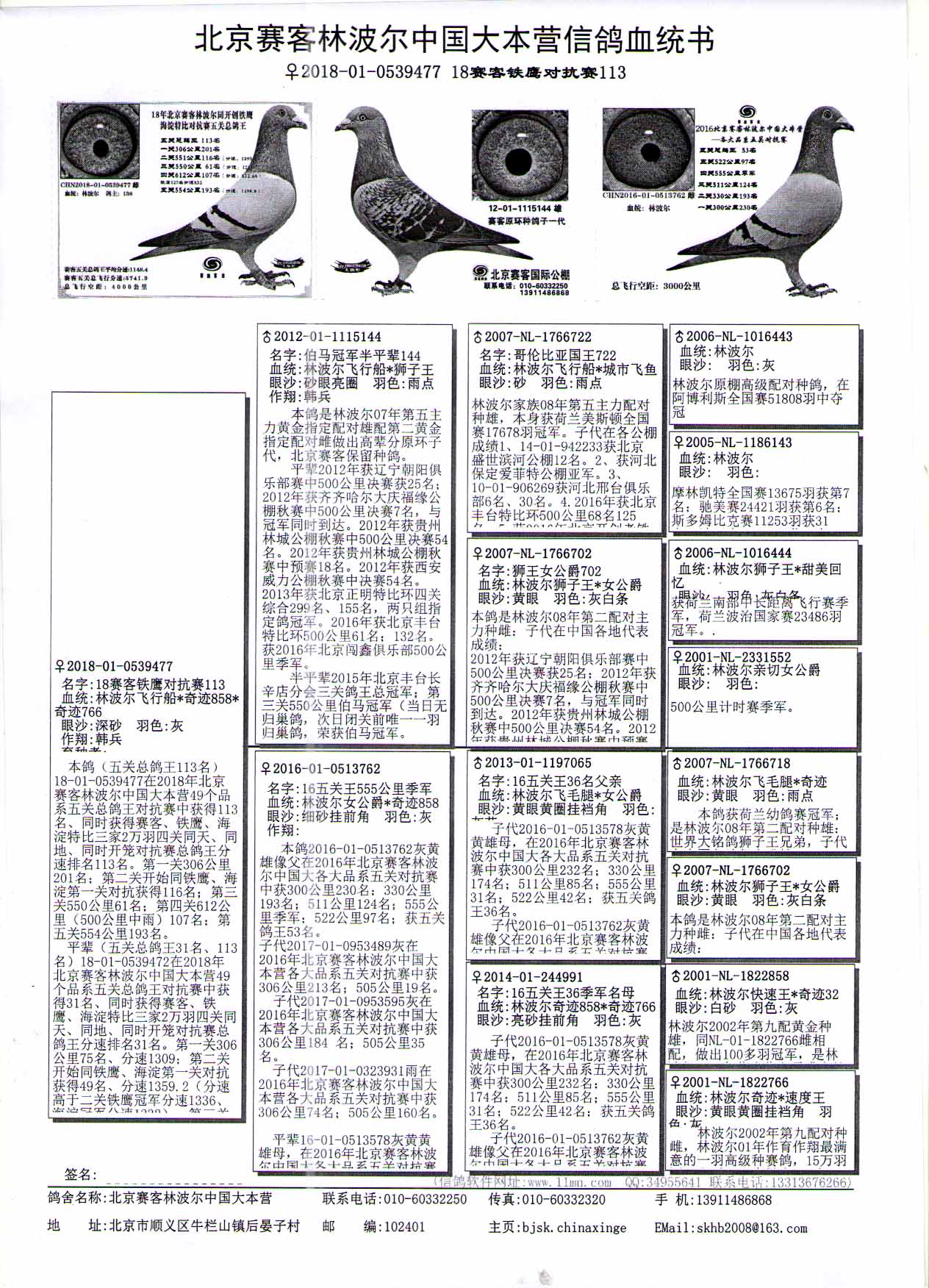 林波尔鸽系的起源图片