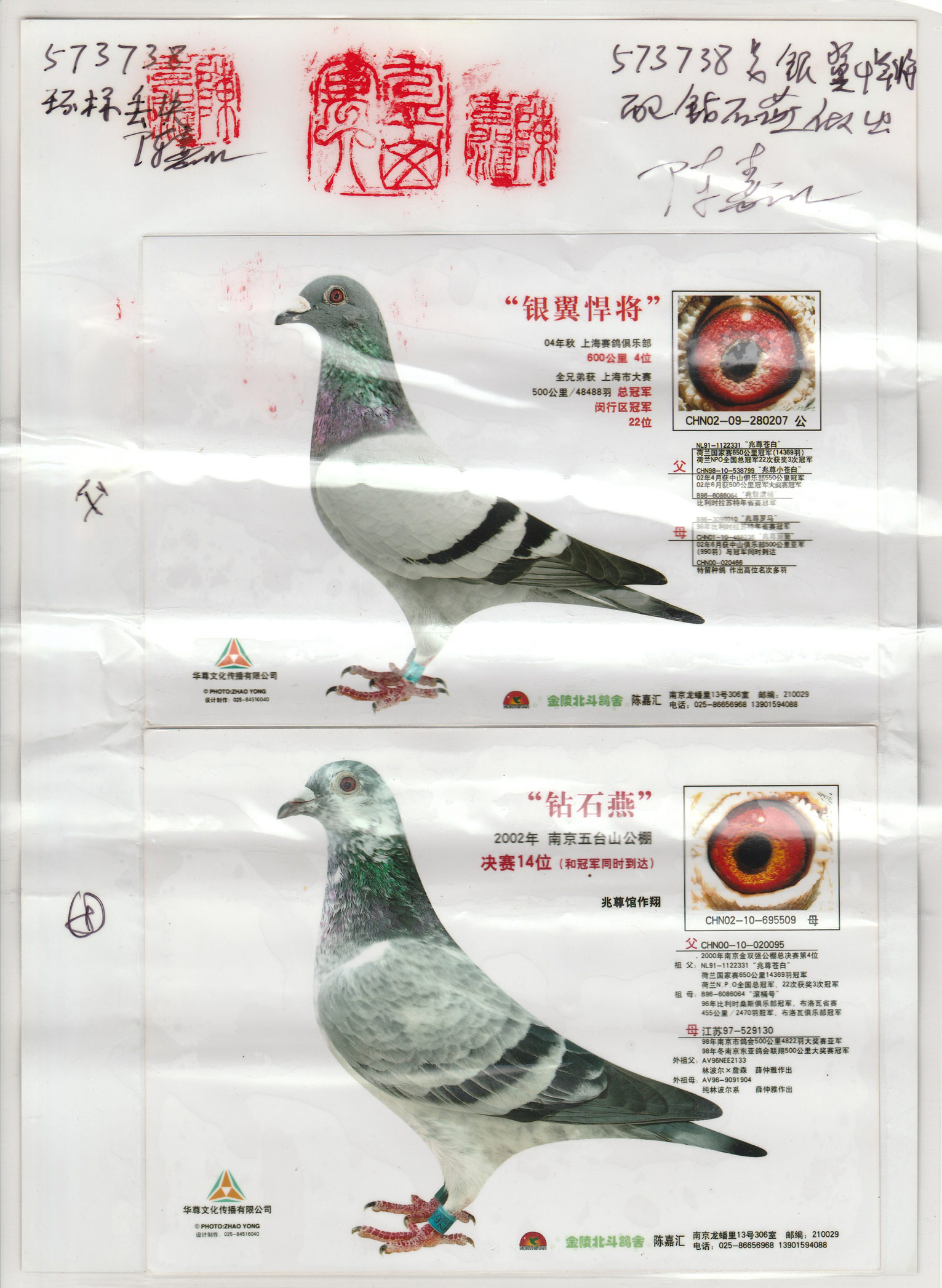 北京信鸽齐寿岩鸽展厅图片