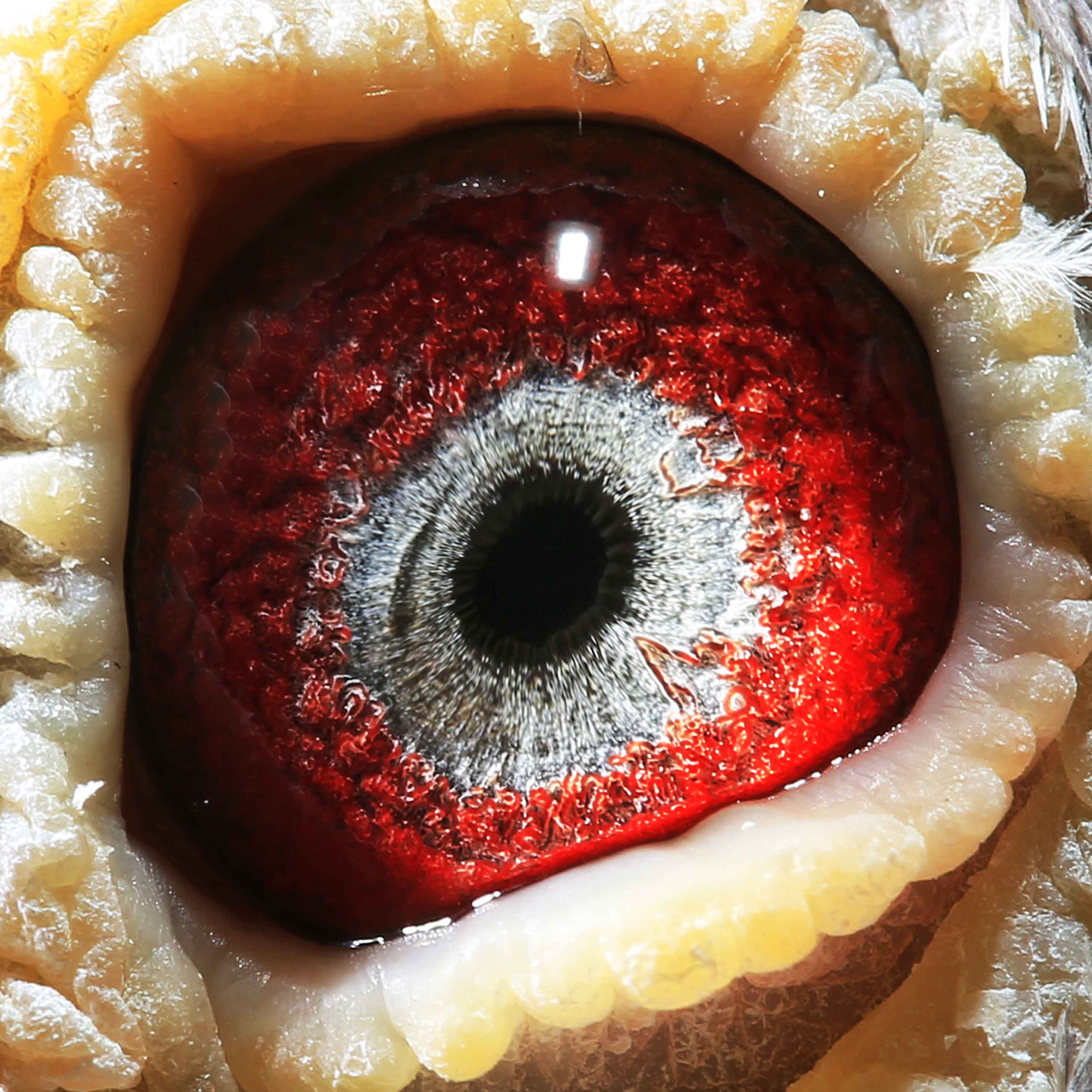 信鸽在线拍卖平台 - 中国信鸽信息网