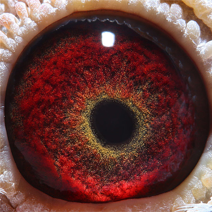 信鸽在线拍卖平台 - 中国信鸽信息网