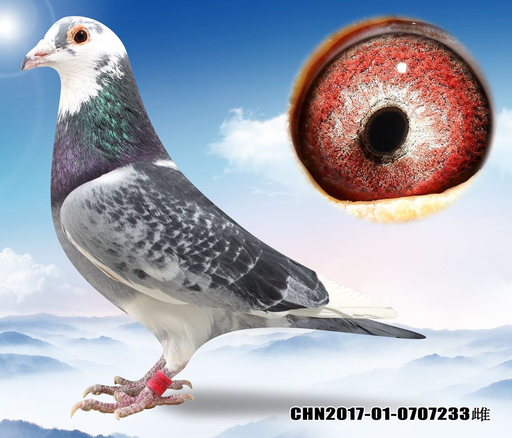 信鸽在线拍卖平台 - 中国信鸽信息网