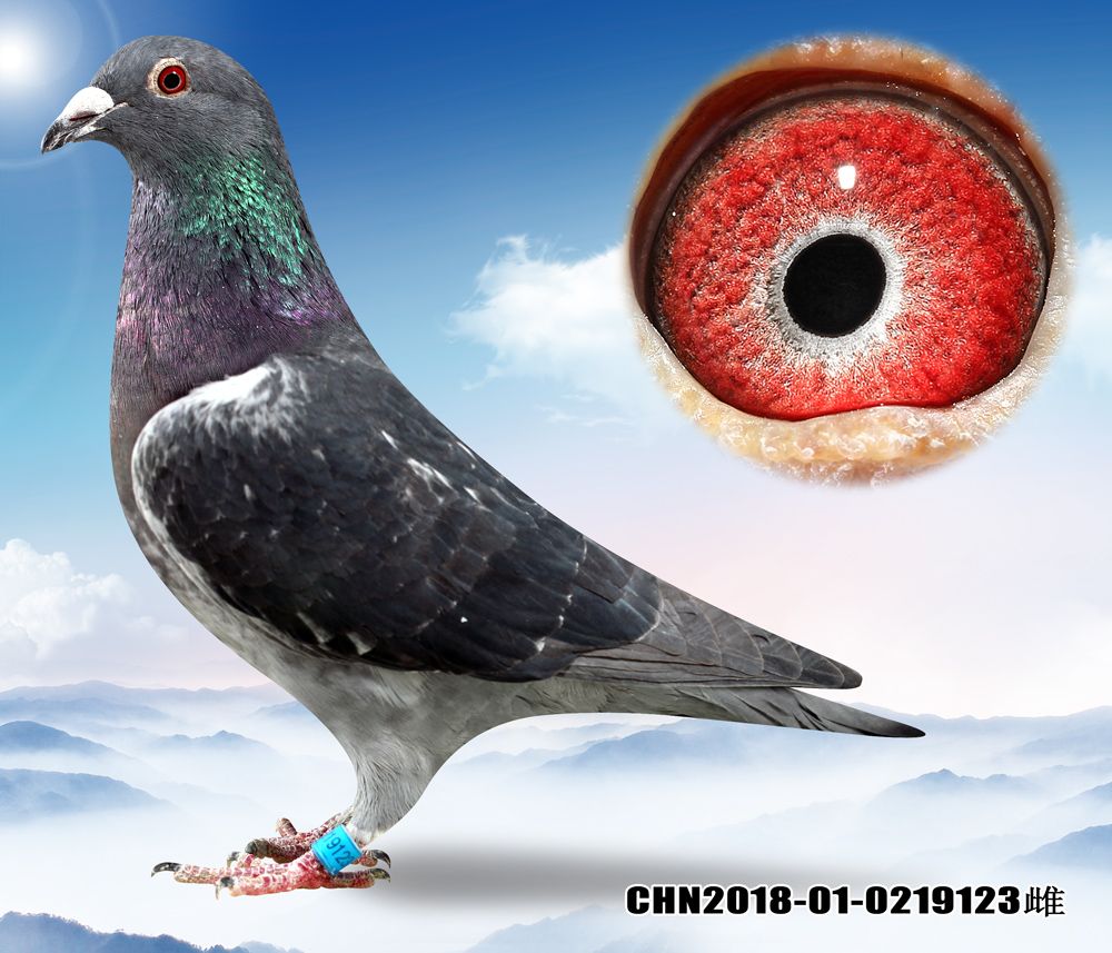 信鸽在线拍卖平台 - 中国信鸽信息网