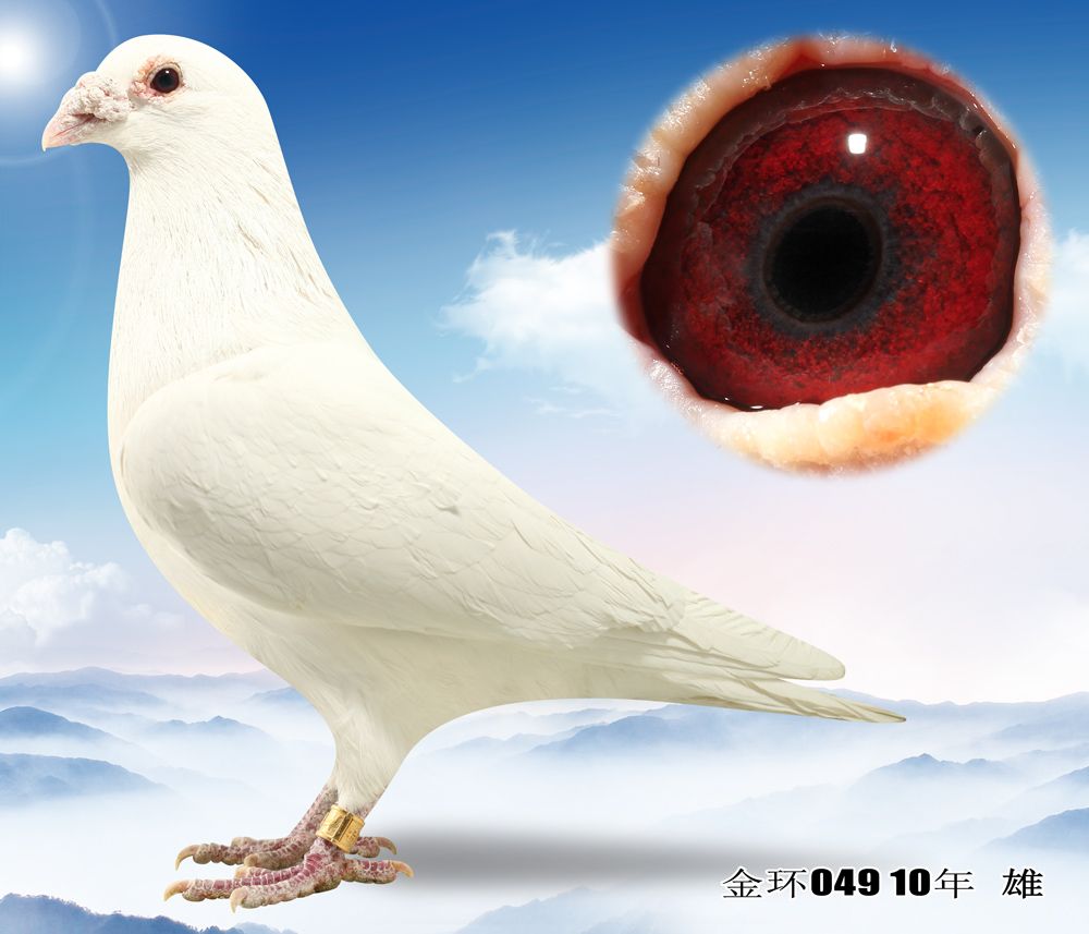 >> 查看拍卖商品