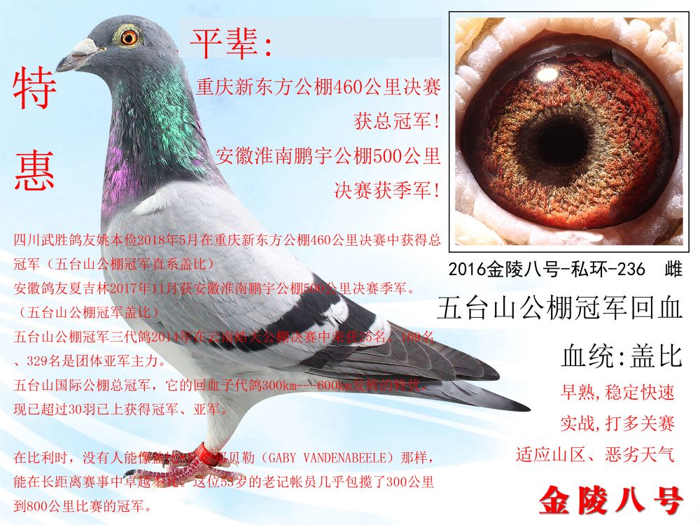 金陵八号鸽业 - 中信网铭鸽展厅 www.ag188.com