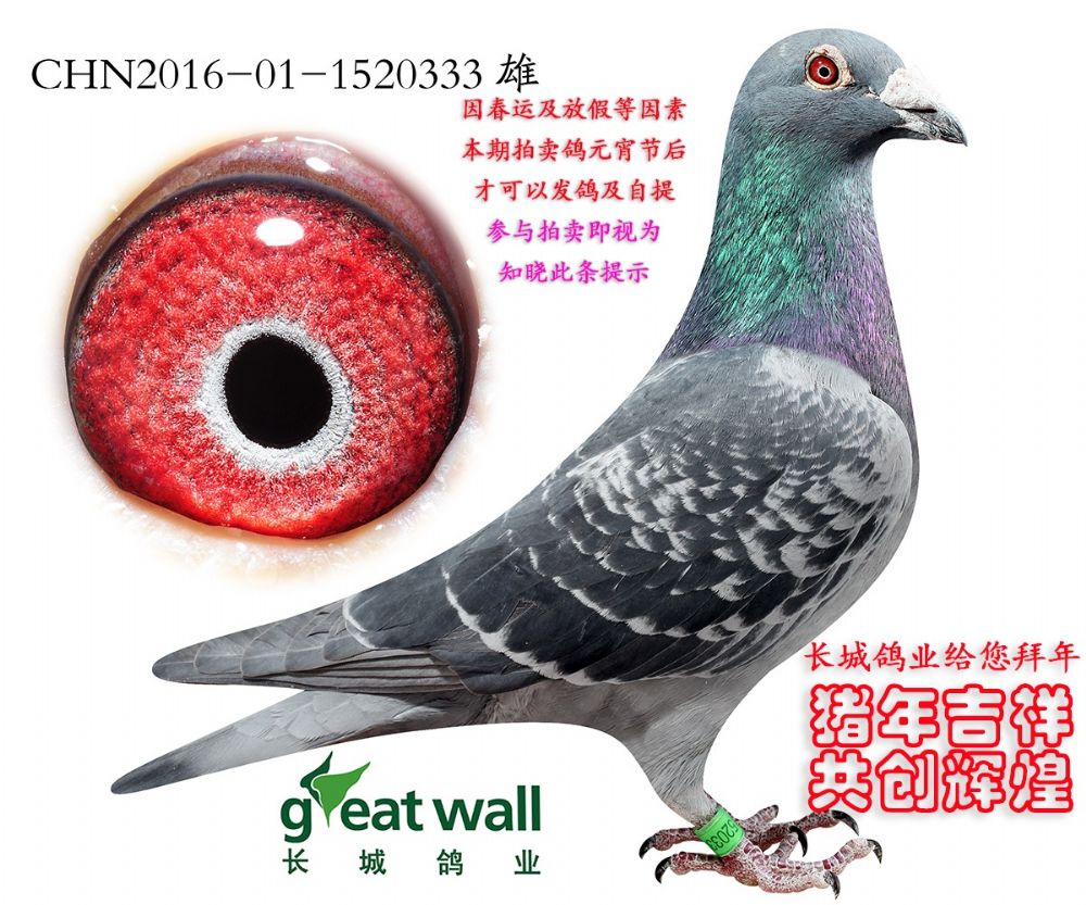 长城鸽业 - 中信网铭鸽展厅 www.ag188.com