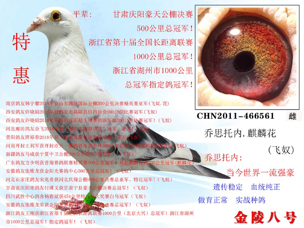 推荐铭鸽  定价鸽  信鸽拍卖 黄金配对   网上展厅 管 理  鸽保健品