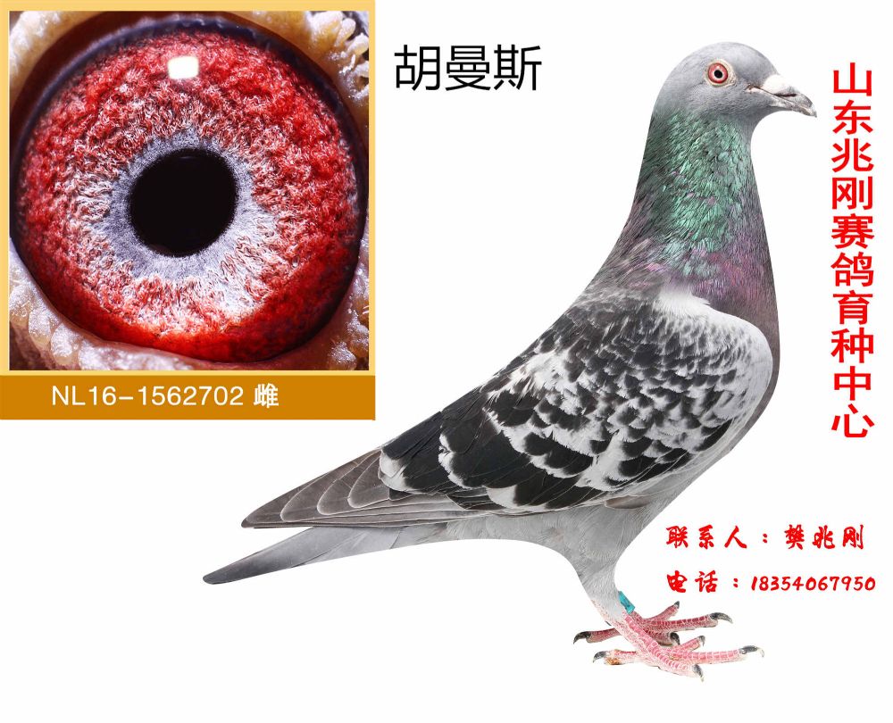 山东兆刚赛鸽育种中心 - 中信网铭鸽展厅 www.ag188.com