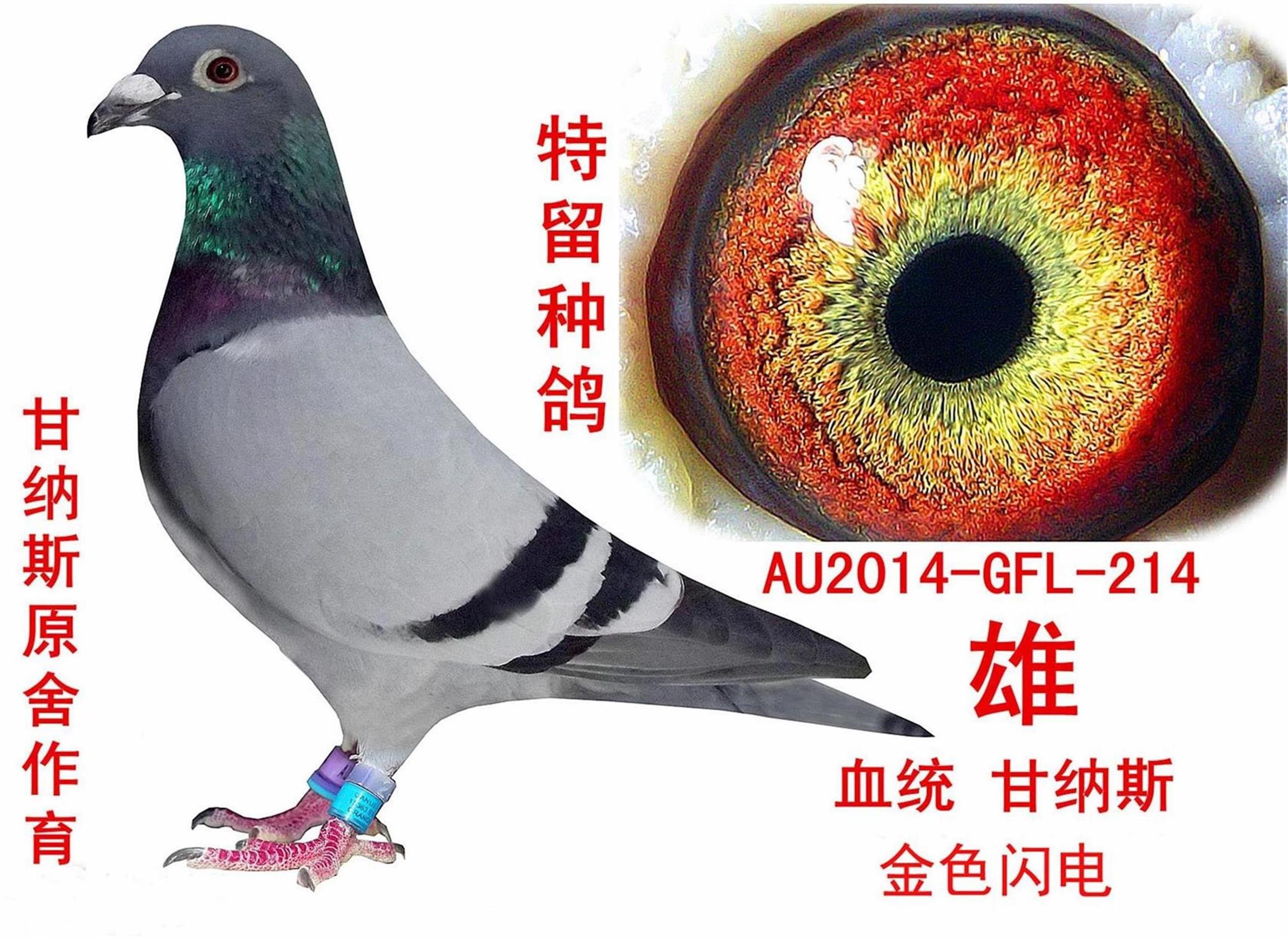 信鸽在线拍卖平台 - 中国信鸽信息网