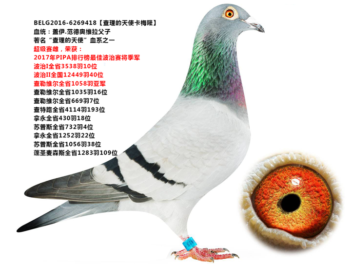 唐山开尔鸽业 - 中信网铭鸽展厅 www.ag188.com