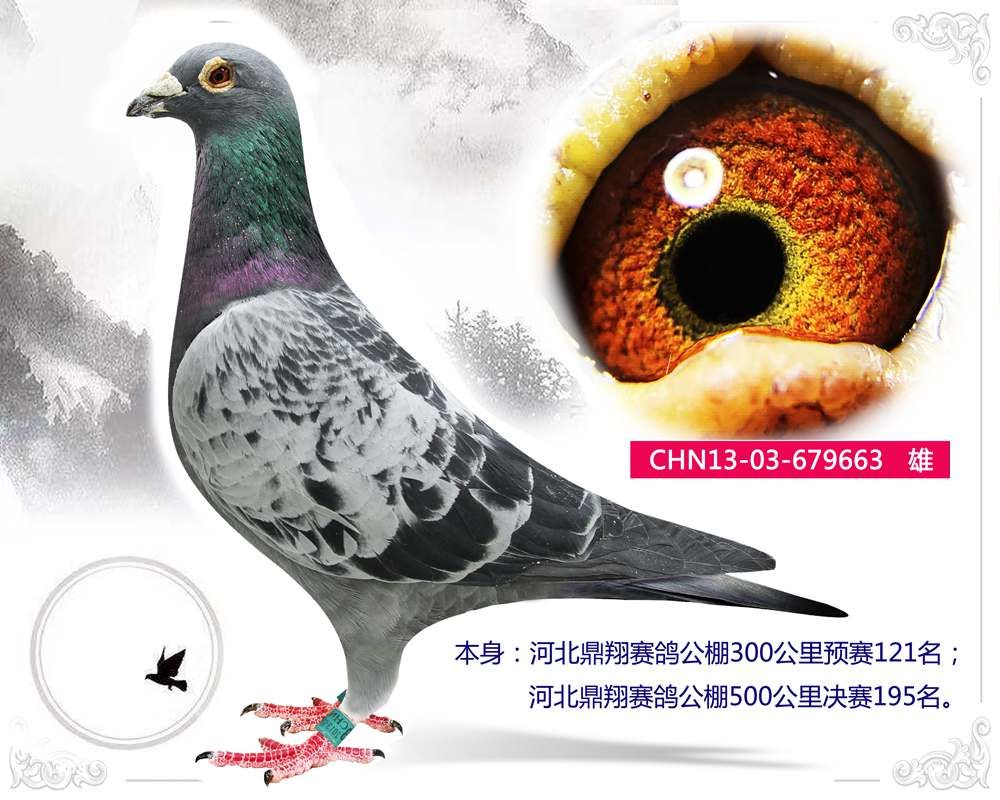 信鸽在线拍卖平台 - 中国信鸽信息网