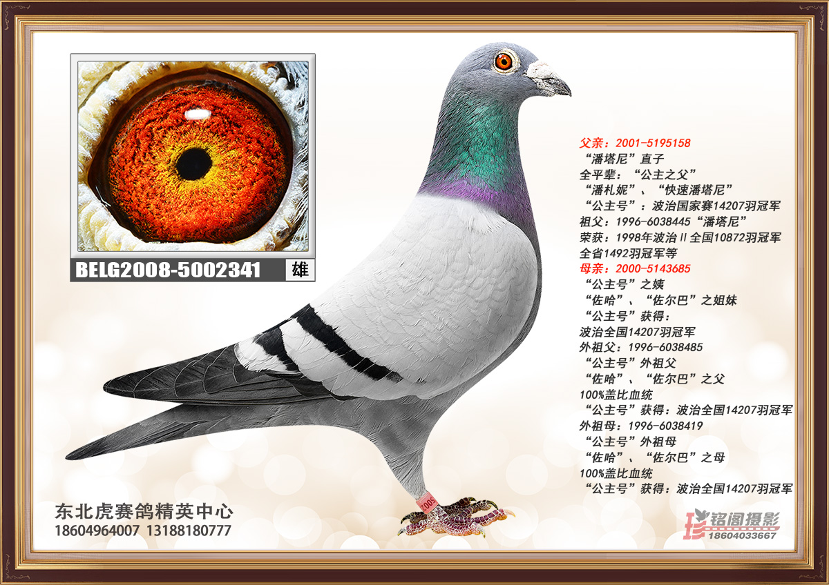 信鸽在线拍卖平台 - 中国信鸽信息网