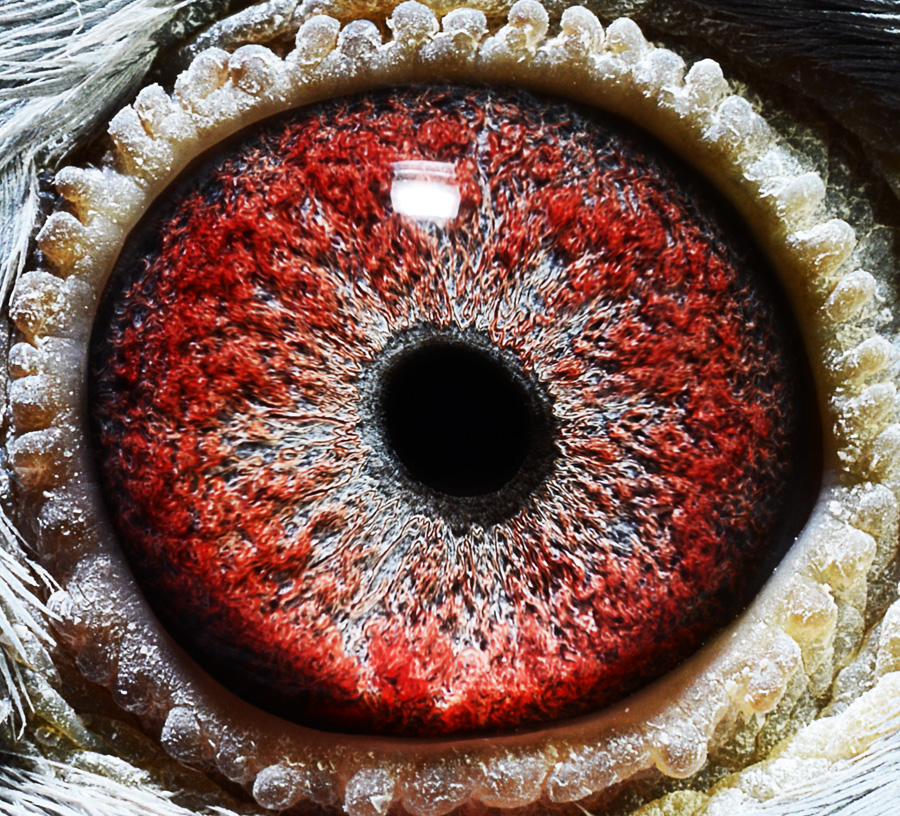 >> 查看拍卖商品