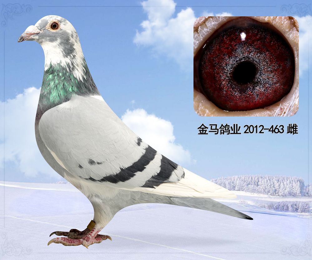 信鸽在线拍卖平台 - 中国信鸽信息网