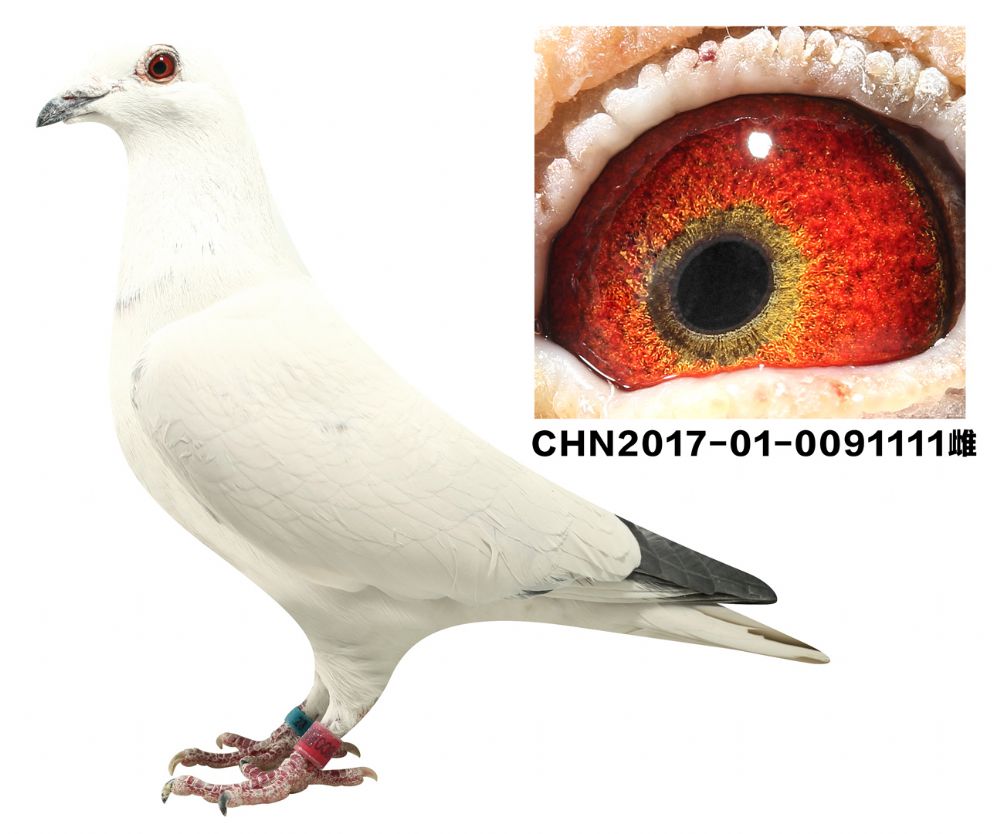 信鸽在线拍卖平台 - 中国信鸽信息网