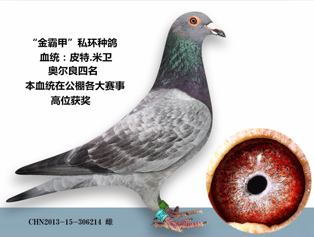 信鸽在线拍卖平台 - 中国信鸽信息网